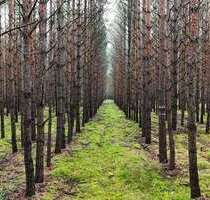 Grundstück in Bernsdorf 18.278,00 € 6528 m²