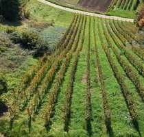 Grundstück in Waldkirch Buchholz 6.200,00 € 620 m² - Waldkirch / Buchholz