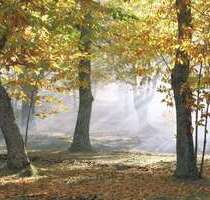 Wohnung zum Mieten in Wittenburg 265,00 € 45.58 m²