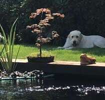 Haus zum Kaufen in Hamminkeln 579.000,00 € 165 m²