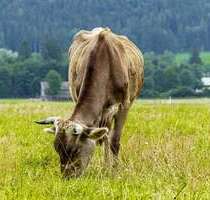 Grundstück in Unteregg 125.300,00 € 16927 m²