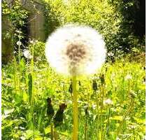 Haus zum Mieten in Wangen im Allgäu 2.500,00 € 250 m²