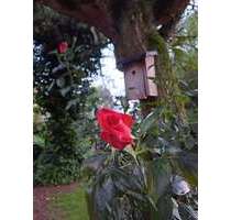 Wohnung zum Mieten in Münster Wolbeck 1.000,00 € 80 m² - Münster / Wolbeck