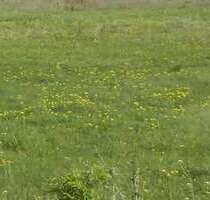 Grundstück zu verkaufen in Büdingen 390.000,00 € 1425 m²