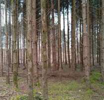Grundstück in Palling 19.000,00 € 3850 m²