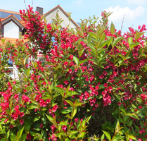 Haus zum Kaufen in Regensburg 1.550.000,00 € 438 m²