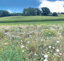 Grundstück zu verkaufen in Odelzhausen 279.000,00 € 393 m²