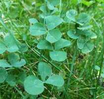 Grundstück zu verkaufen in Berlin 300.000,00 € 500 m²