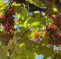 Wohnung zum Mieten in Gilching 2.510,00 € 180 m²