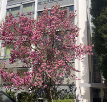 Wohnung zum Mieten in Frankfurt am Main 2.300,00 € 70 m²