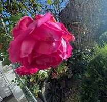 Haus zum Kaufen in Dülmen 317.939,00 € 132.46 m²