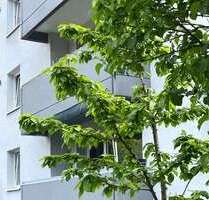 Haus zum Kaufen in Aachen 1.830.000,00 € 1350 m²