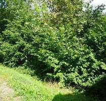 Grundstück zu verkaufen in Alpirsbach 45.000,00 € 1885 m²