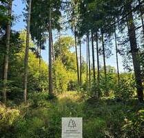 Jung, mittel, alt - entwickeln und gestalten sie hier den Wald von morgen - Böhmfeld