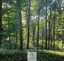 Älterer Laub-Mischwald I ökologisch & klimastabil I sehr gute Erschließung - Ursberg Mindelzell