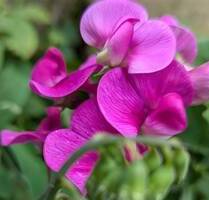 2 - Zimmer - Eigentumswohnung mit Balkon in der KTV - Rostock