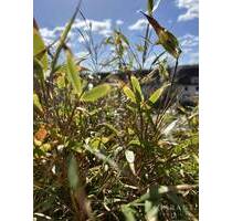 Charmante 2 Zimmer-Eigentumswohnung mit großem Balkon in zentraler Lage von Kulmbach