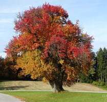 Goldener Herbst in Teisendorf: Umfangreich modernisiertes Zweifamilienhaus mit viel Garten!