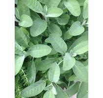 FBC - Ruhige, grüne Stadtlage - Top-Baugrundstück für Doppelhaushälfte - Olching