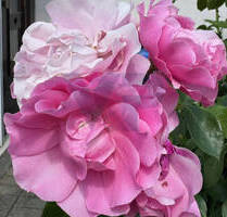 VERKAUF gegen GEBOT* - Wie früher: Der Preis ist heiß! - Gera Tinz