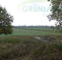 *Landwirtschaftliche Flächen Wald, Acker & Grünland zu verkaufen!* - Eisenhüttenstadt Diehlo - West