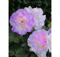 Vollmodernisierbar 2-Fam-Doppelhaushälfte +_Heizg 2021_+ modern Aufdachdämmung + Photovolt. + Fenster neu + BäderWC neu + Bodenbeläge neu + Maler neu - Lörrach Haagen