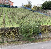Baugrundstück mit Moselblick in Hanglage - Alf