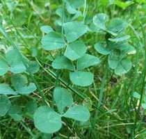 Traumgrundstück ohne Provision - 300.000,00 EUR Kaufpreis, ca.  0,00 m² in Berlin (PLZ: 12683) Biesdorf