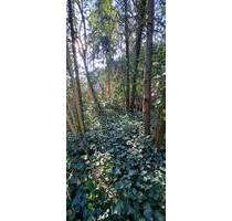 Zivilisationsnahe Natur-Idylle … Baugrundstück im Wochenendhausgebiet in ruhiger Waldsiedlungslage - Vierden