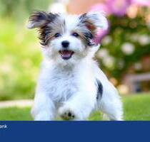Perfektes Zuhause für Tierliebhaber - Großzügiger Garten für Hunde und Katzen! - Neu Wulmstorf Elstorf