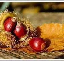 NB, elegantes Teildachgeschoß mit Sonnenterrasse in Hohenschönhausen wo die Welt noch in Ordnung ist - Berlin Alt-Hohenschönhausen