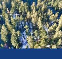 Waldgrundstück in Prackenbach .....100-jähriger Mischwaldbestand