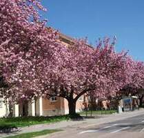 Nachbar gesucht !!! moderne 2-Zimmer-Wohnung- schick saniert !!!!!! - Chemnitz Lutherviertel