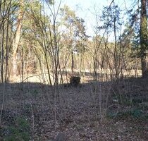 Baugrund für Einfamilienhaus - 189.000,00 EUR Kaufpreis, ca.  0,00 m² in Teupitz (PLZ: 15755)