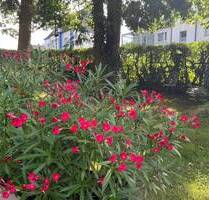 Baugrundstück mit positiver Bauvoranfrage - Hagen Eilpe