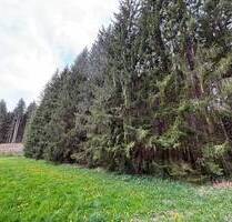 Waldflächen 