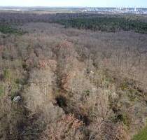 1,6 ha Waldfläche in Schwedt - Eichen und Schwarzerle