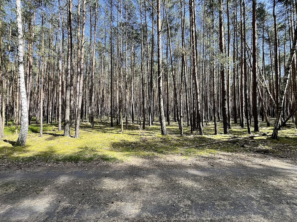 0,9 ha Waldfläche - 3.000,00 EUR Kaltmiete, ca.  0,00 m² in Kamenz (PLZ: 01917)