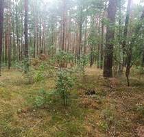 Waldrefugium - Naturparadies in der Schorfheide