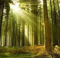 20.890 m² großes Waldgrundstück zw. Viechtach u. Prackenbach zu verkaufen, Bay. Wald
