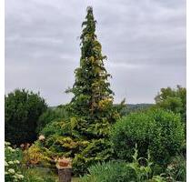 Einfamilienhaus-Doppelhaushälfte - PRIVATVERKAUF - Farnstädt