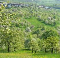 Streuobstwiese in Weil am Rhein zu verpachten