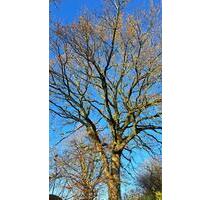 Haus kaufen - 450.000,00 EUR Kaufpreis, ca.  120,00 m² in Dornum (PLZ: 26553)