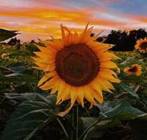 Hofgemeinschaftsgründung-nahe Ottersberg - Oyten