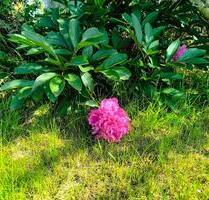 Schrebergarten Kleingarten in Lüneburg Kreideberg