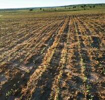 21ha Land Grundstück in Paraguay - Speyer