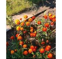 Schrebergarten abzugeben - 2.800,00 EUR Kaltmiete, ca.  0,00 m² in Lübeck (PLZ: 23566) Sankt Gertrud