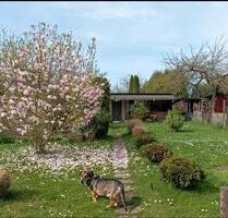 Schrebergarten abzugeben (Königslutter) - Königslutter am Elm