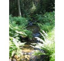 Mischwald Bayerischer Wald - 5,00 EUR Kaltmiete, ca.  0,00 m² in Nürnberg (PLZ: 90402) Altstadt, St. Lorenz
