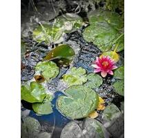 Kleingarten in Kavelsdorf - 999,00 EUR Kaltmiete, ca.  0,00 m² in Lambrechtshagen (PLZ: 18069)